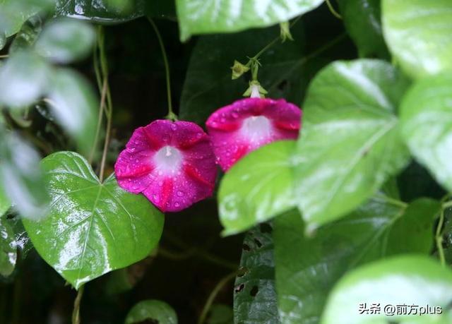 雨中赏花 别有韵味