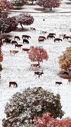 《疯狂动物城》之冰川镇竟撞脸呼伦湖！