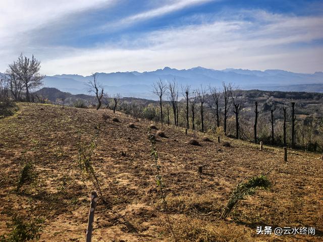 开车到蓝田这个岭上看柿子、观山景、晒暖暖，就是初冬最幸福的事