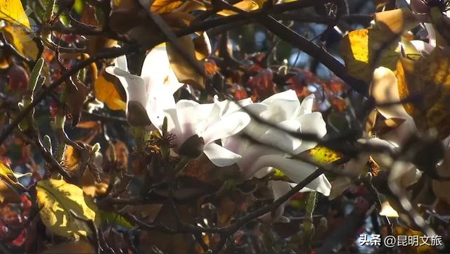 冬日暖阳正好~昆明这里的玉兰初放，一起来乐享静时光