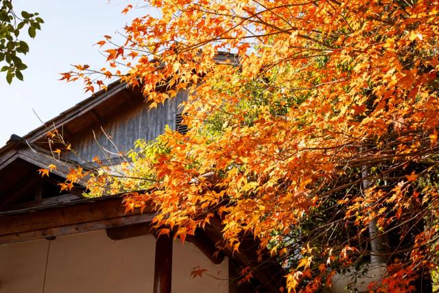 可惜你不听《枫》，不知道醴陵这片枫林到底有多美！