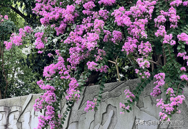 太神奇了，杭州第六届紫薇花展拉开帷幕，唯美秋色画卷，国庆来袭