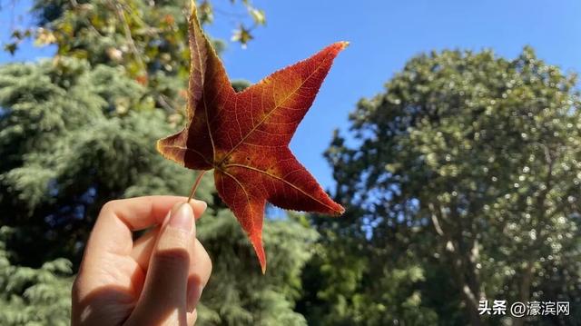 秋色“进度条”加载中，狼山森林公园赏秋点等你来打卡→
