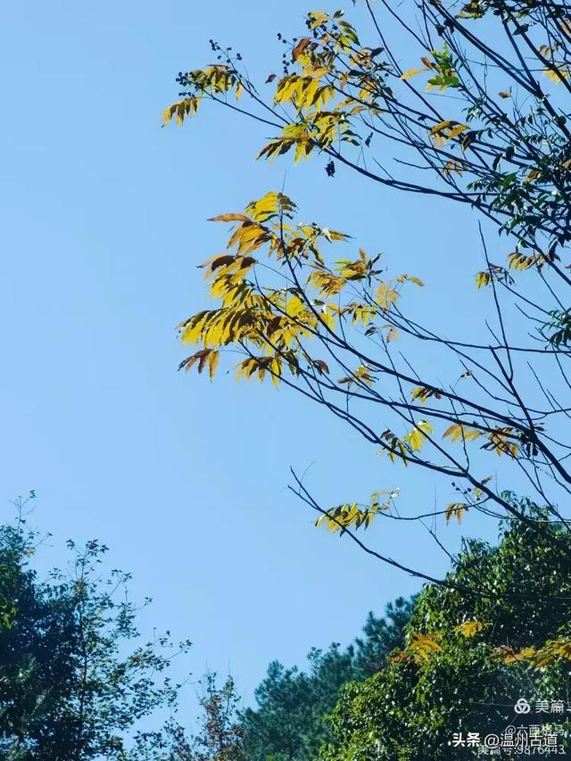 市府路的这几颗乌桕树,你见过吗?现在正是最美的时候!