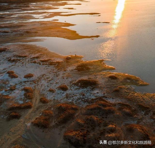 大地的笔触：在杭锦旗遇见哈日芒乃淖的“生命之树”