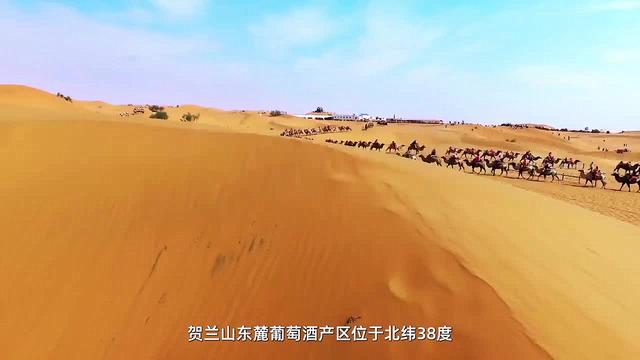 煤老板1300万迪拜玩7天，当地富豪：你再有钱，在我们这也没地位