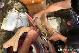 梅花鹿的鹿茸为何要锯掉，它们会疼吗？鹿茸割掉后还能长回来吗？图片