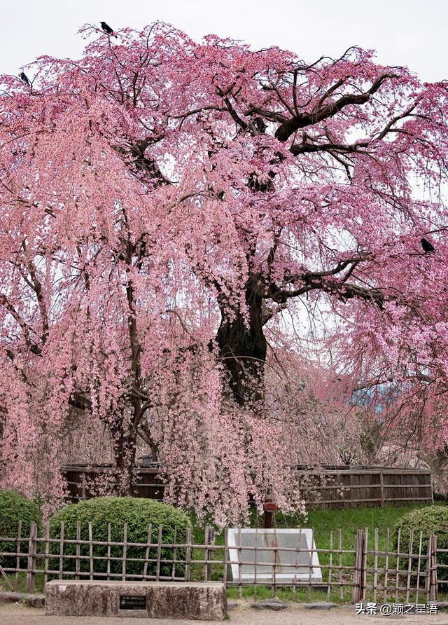 京都祇园艺伎区，《艺伎回忆录》取景拍摄地