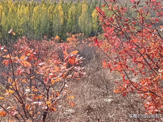 看红叶不怕晚，东焦村红叶正当时