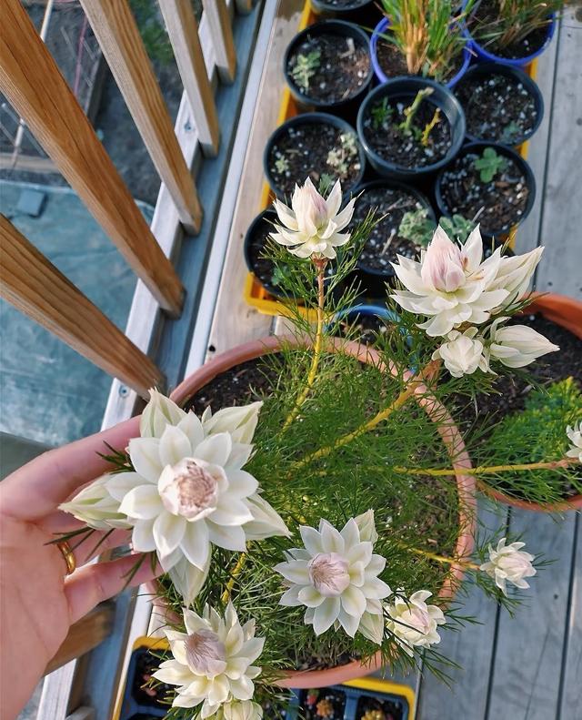 新晋“网红”植物—新娘花，美如其名，冬春两季绽放，阳台也能养