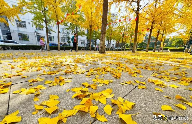 立冬已至，潍坊的秋意仍浓，这里的风景绝美