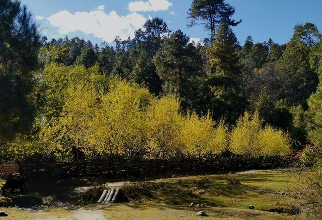 《荒野猎人》同款森林？波密杉林不输加拿大，为何国人很少知道！