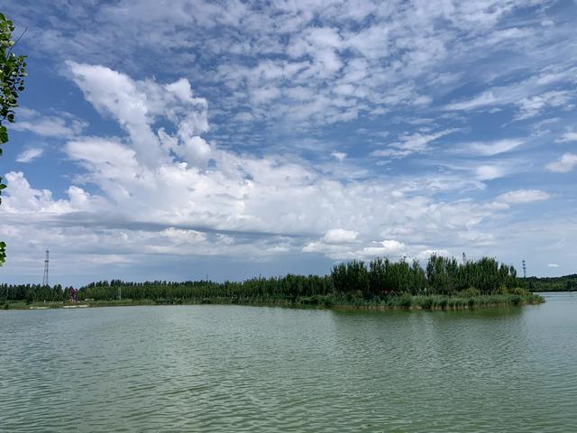荷花、野鸭子、夏景