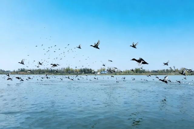 冬崃｜阳光与候鸟齐飞！泉水湖给你双重惊喜～