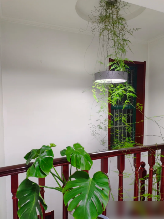 阴花不能进阳宅，家里若有这5种花，请赶紧“搬出去”！