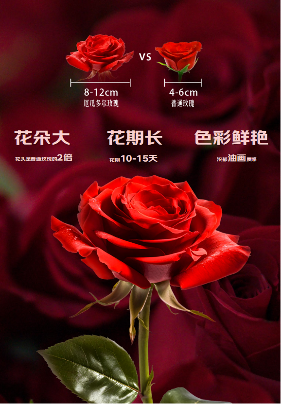 京东超市布局全球直采 供应链效率提升超三倍 厄瓜多尔玫瑰价格降30%