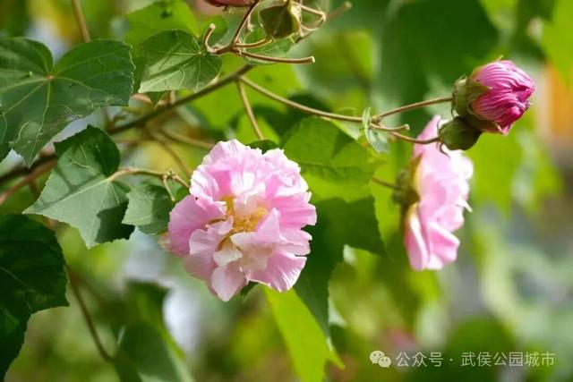 天府芙蓉园花开烂漫，邀请你来一场和秋天的浪漫约会