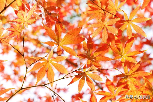 “枫”情万种，上海闵行红园枫叶色彩斑斓进入观赏季