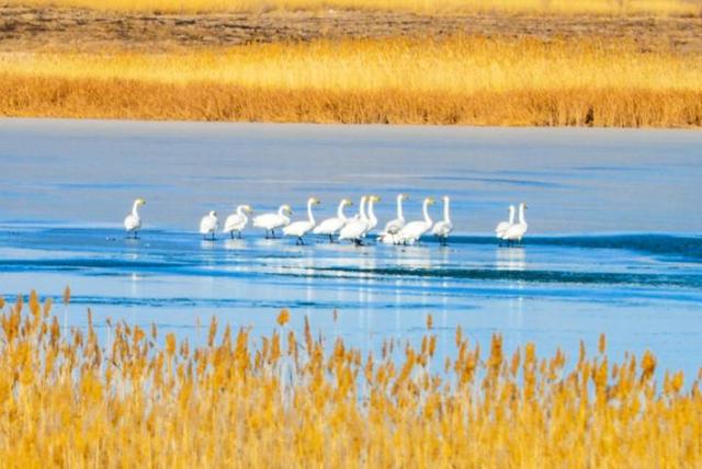 嘉峪关草湖国家湿地公园迎来越冬大天鹅