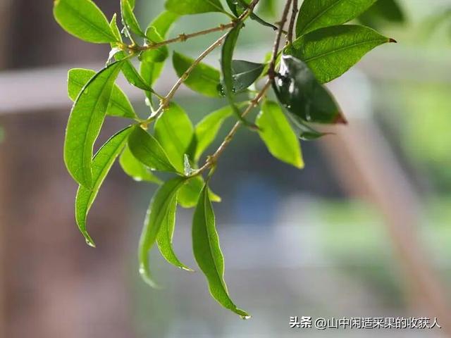 今年桂花开了吗？附近哪里可以看？