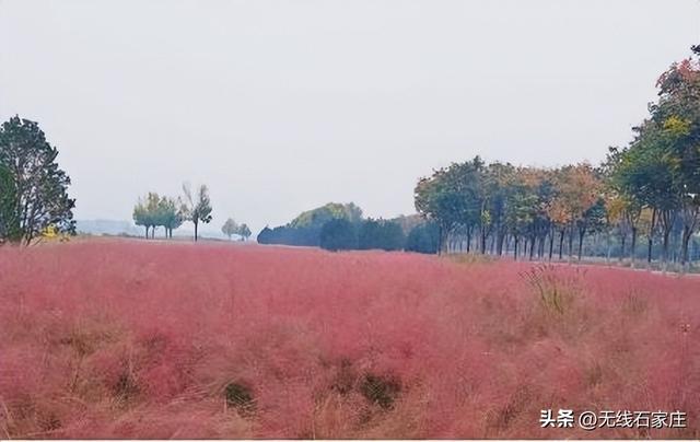 一叶知秋！2025年石家庄市城区赏秋指南来啦 这些地方别错过