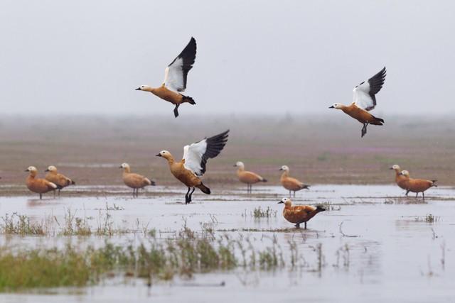 候鸟为信，赴一场鄱阳湖的秋日之约：吴城观鸟漫步指南