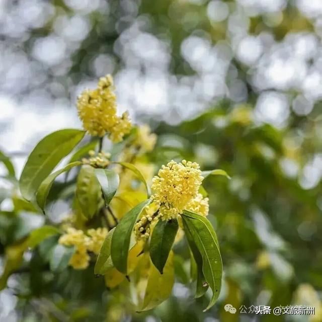 双节畅游新洲 | 粉的、紫的、金黄的…...新洲花海美成秋天童话！国庆假期来打卡~
