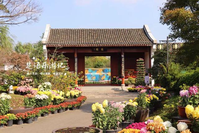 宁波这处风景进入最佳观赏季，秋菊叠影色彩缤纷，堪称秋日盛宴