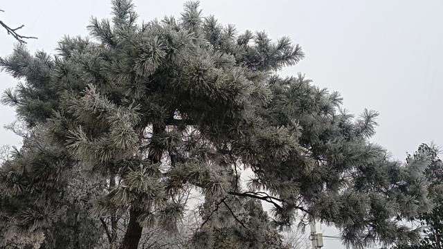 洛宁林海雪后奇观：冰瀑与雾凇的冬日礼赞