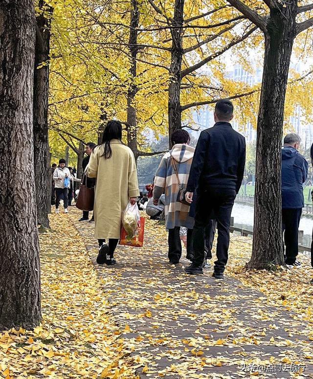 成都2公里长的银杏长廊，超级壮观，美爆了！地铁公交车可达！