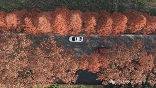 免费又出片！崇州初冬宝藏秘境，美到封神！