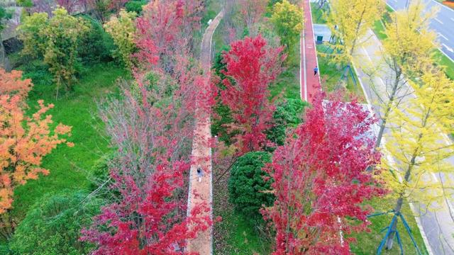 在眉山天府新区，遇见五彩斑斓的初冬！