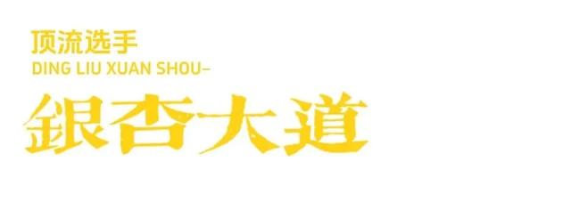 秋日限定浪漫!1000亩银杏染成“黄金海”