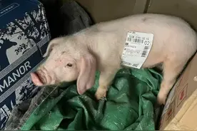 为什么说：千万不要在网上买“这5样”东西，看完我后怕了图片