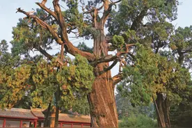 我国仅有的5株5000岁古树，全都长在陕西，有一棵还震动了联合国图片