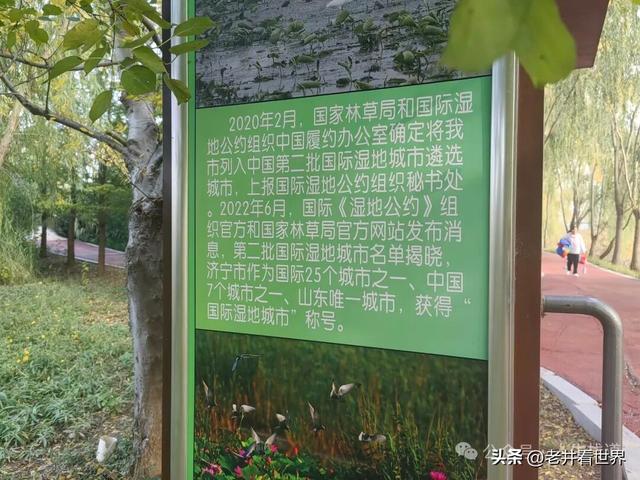 慧河湿地里的济宁新发现 || 胡成冮