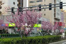 郑州城区道路赏花指南来了！邀您一起领略“绿城”的春日浪漫图片