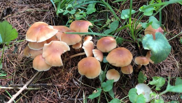 两次本溪南岭徒步记｜高山草甸，湖池松林，我被南岭种草
