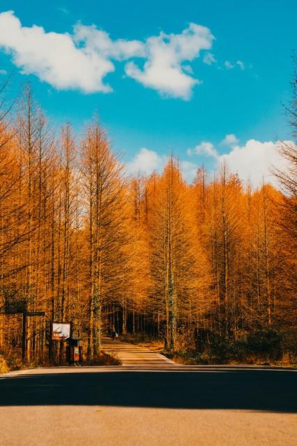 拿好不谢！重庆红叶季最全保姆级攻略，照着拍就对了！