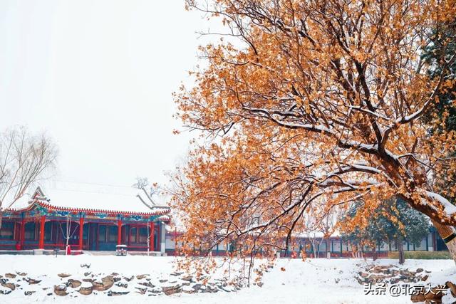 北京等雪来！故宫约不上？大兴团河行宫遗址公园藏着一样美的皇家雪景