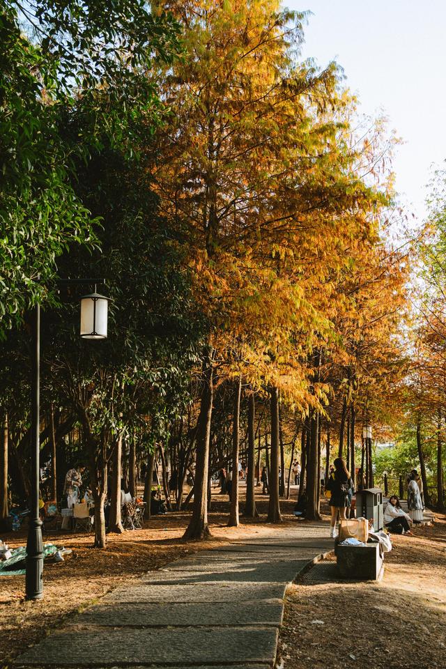 福州深秋宝藏公园，藏着粉黛乱子草与火红水杉，还有绝美沙滩江景