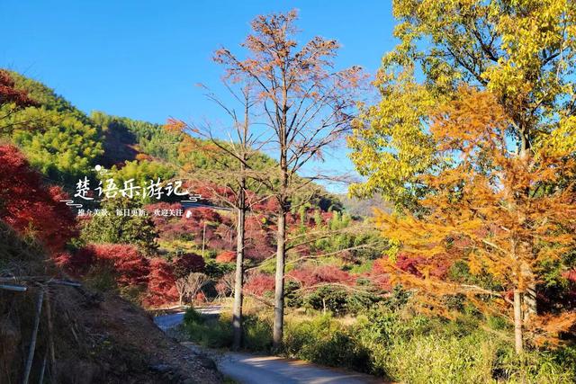 宁波这处秋色又到最美时刻，4条古道串联起近10个村庄，值得推荐