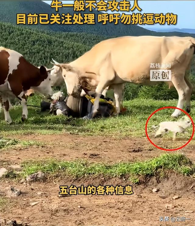 游客徒步遭牛群踩踏后续：景区回应，真相曝光后，网友直呼太活该