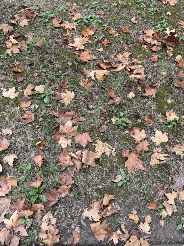 秋日限定｜“落叶不扫”模式开启，44条景观道观赏指南请收藏！