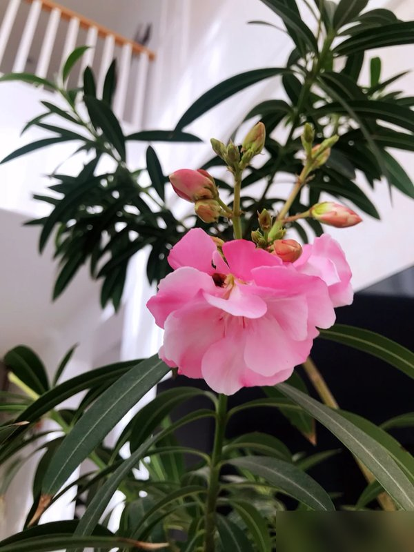 阴花不能进阳宅！这5种花“打死”也不养，家里若有？快挪走！