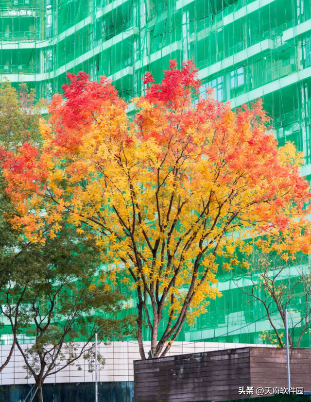 天府软件园银杏黄了！除了网红树，绝美风景即将上线