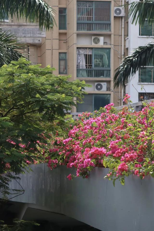 龙岗秋冬浪漫打卡指南来了！瀑布花海、空中花路…这份粉色攻略快收好！