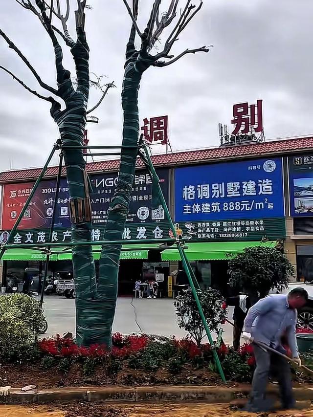 全红婵爸爸真风光，店门口立“冠军广场”标牌，成游客第一打卡区