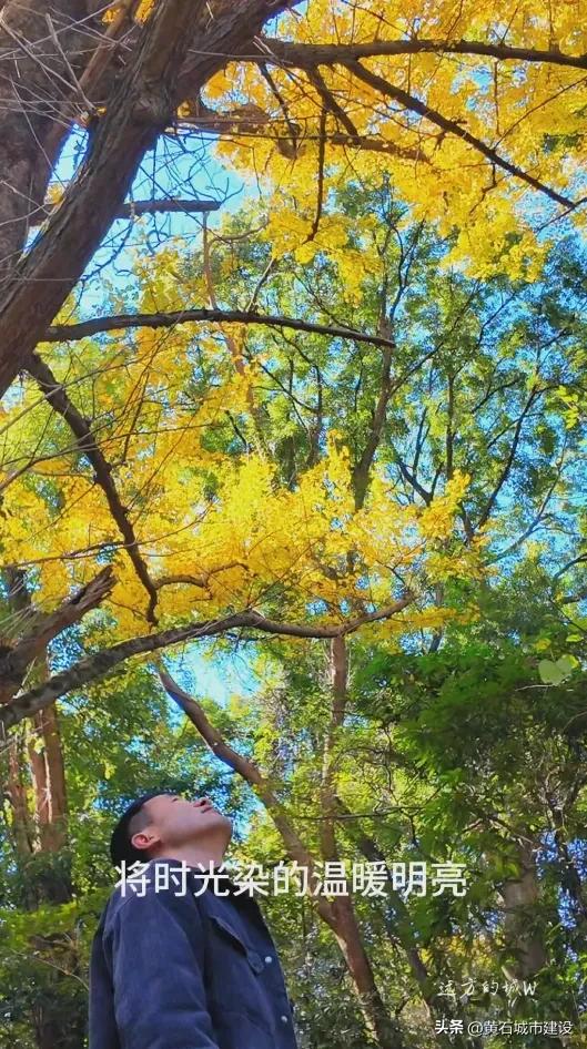 最大1600岁!黄石这几棵银杏王 你都打卡了吗?