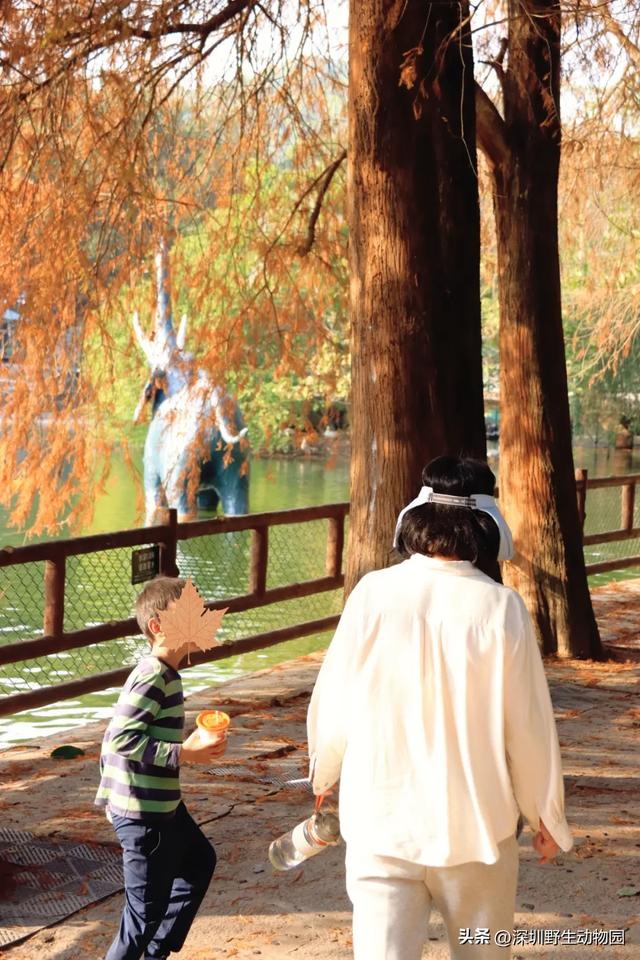 落羽杉红了,天鹅宝宝也出窝啦!